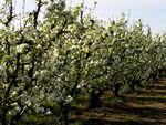 Pyrus Communis